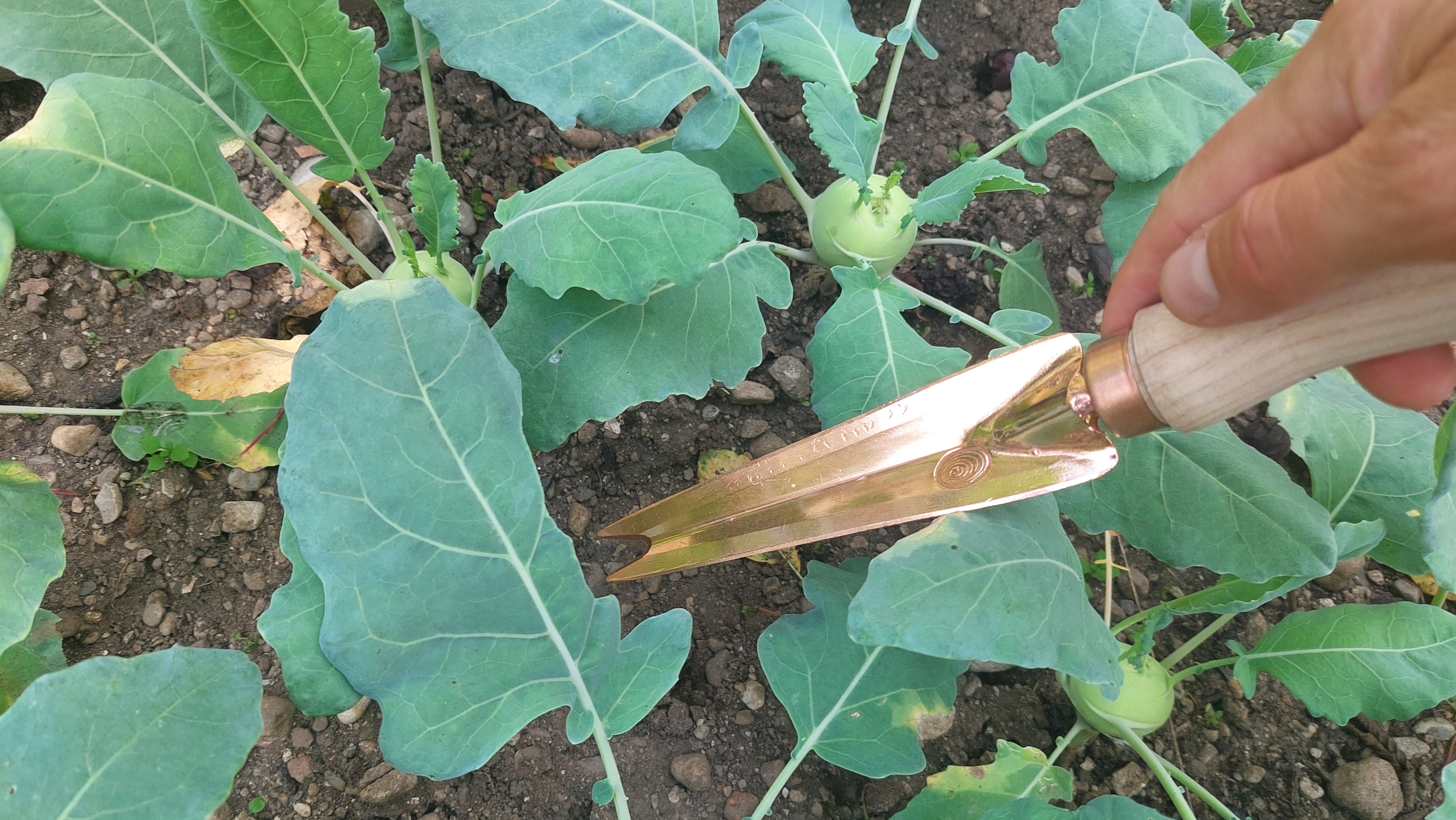 Copper Garden Knife Rarog