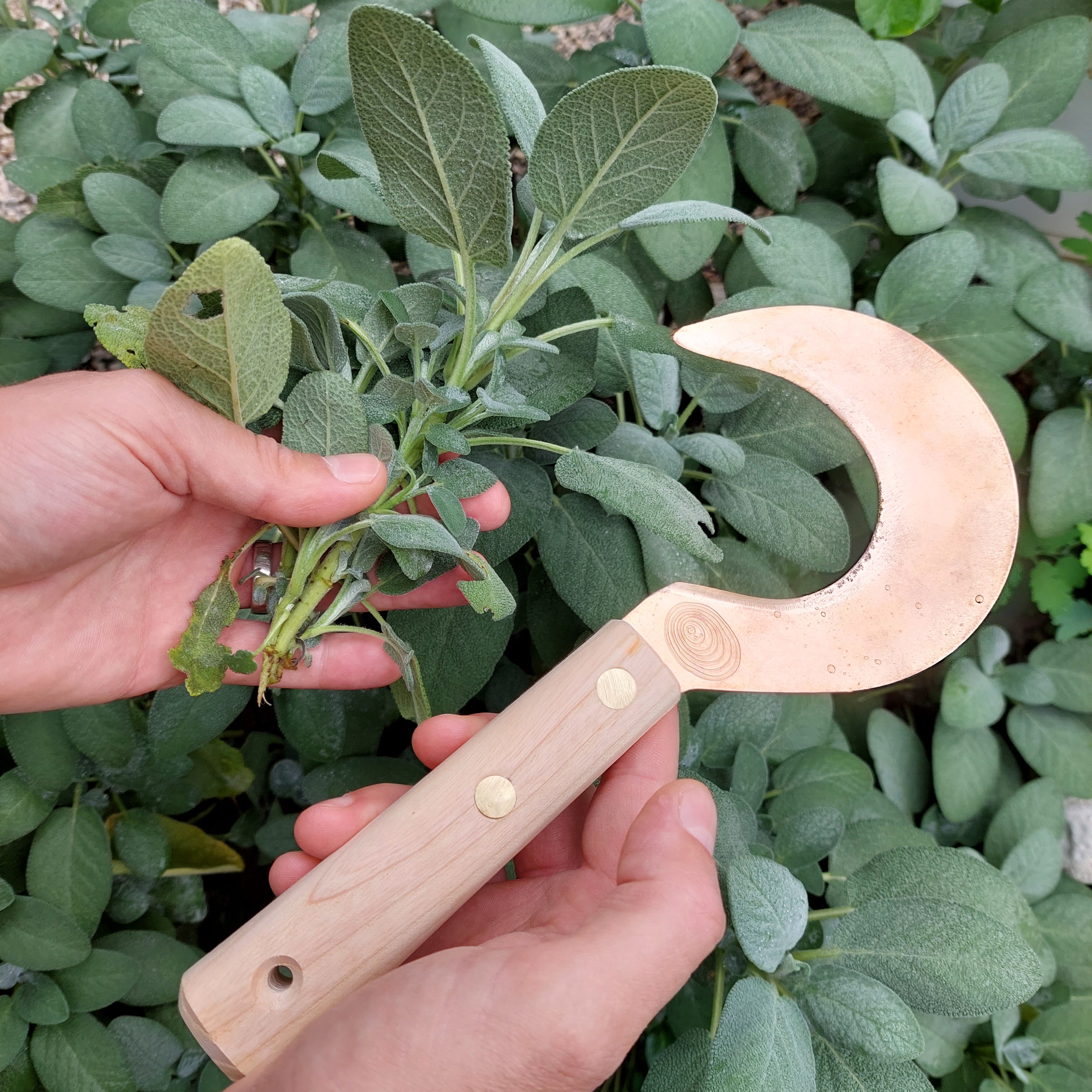 Small Copper Sickle popular Herbal Sickle Miroslav by OJ Bron